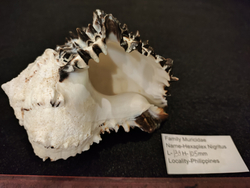 Мурекс Нигритус "110-155мм"