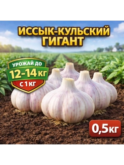 Чеснок яровой Иссык-кульский гигант
