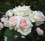 Роза флорибунда "Margaret Merril"