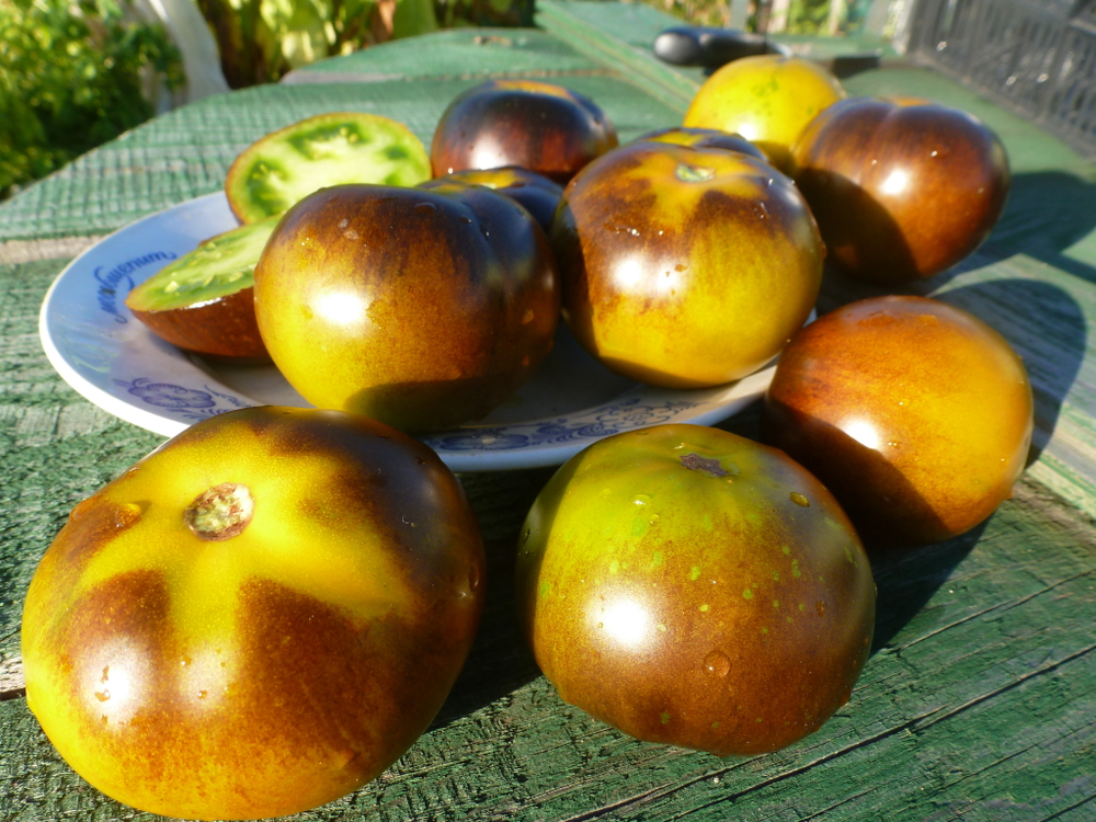 Помидоры - Blue Green Zebra - Сине-зелёная Зебра