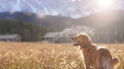 Виртуальный поводок Heel Roam 350