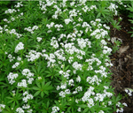 Подмаренник душистый. Galium odoratum.