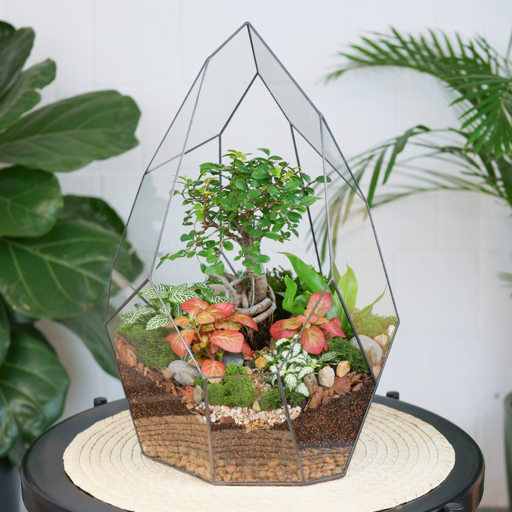 Готовый флорариум бонсай Японский вяз Айсберг