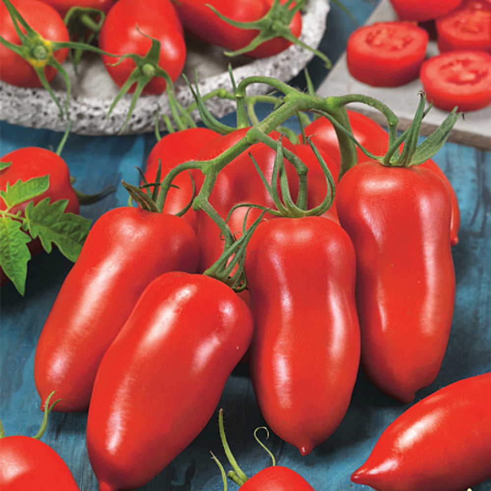 Семена томата Поззано F1, Enza Zaden, 3 шт.