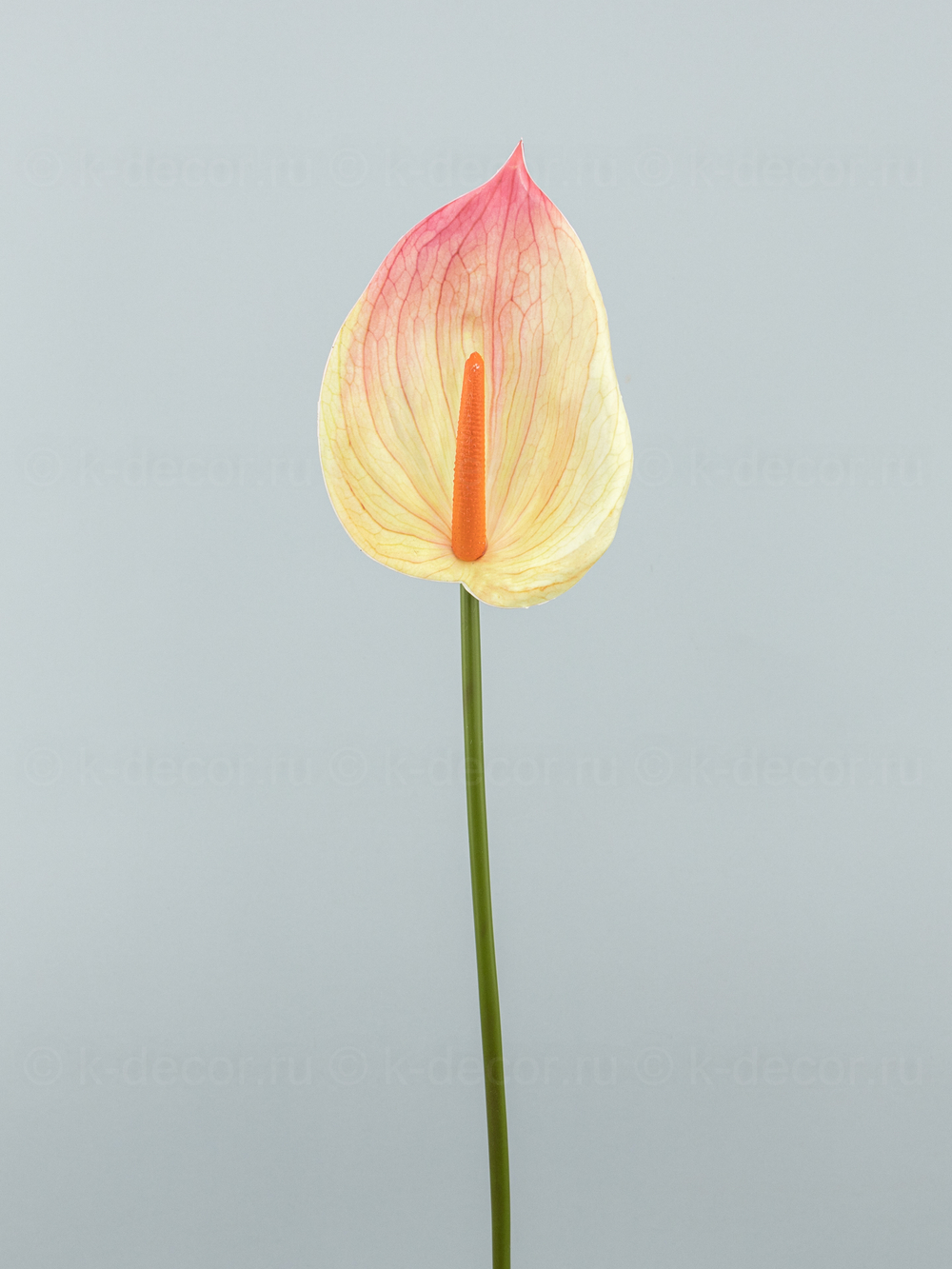 Антуриум Биг