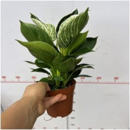 Филодендрон Platinum д.12