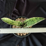 Сансевиерия TIGER BLUE VAR