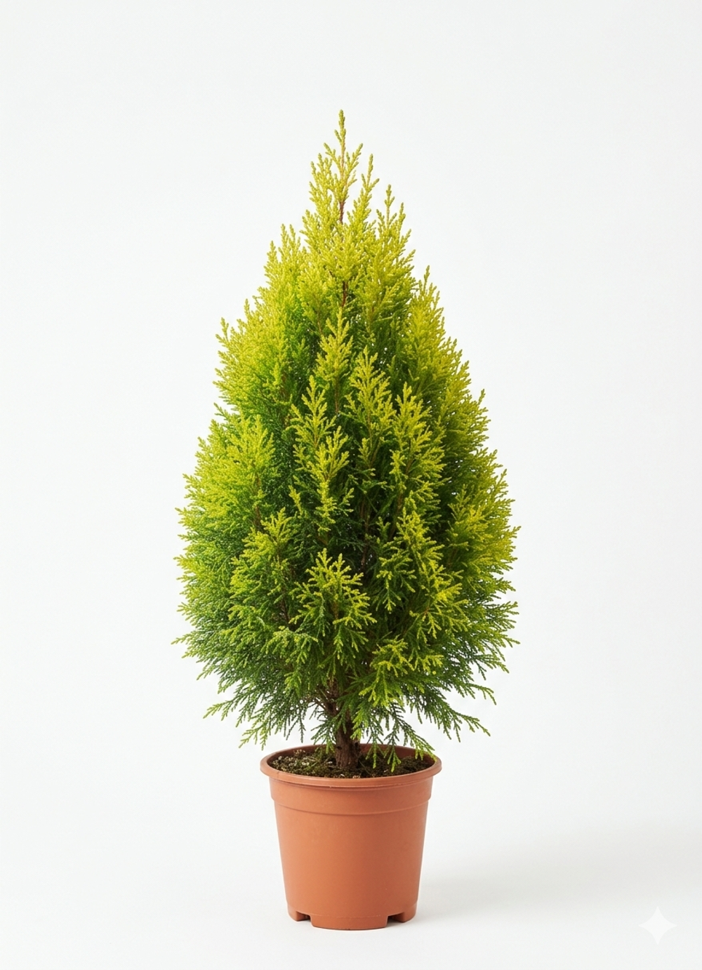 Кипарисовое дерево д.11