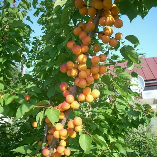 Абрикос Принц Март