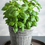 Семена Базилик Балконное чудо (УД) 0,25гр Е/П