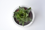 Гастералоэ / Gasteraloe