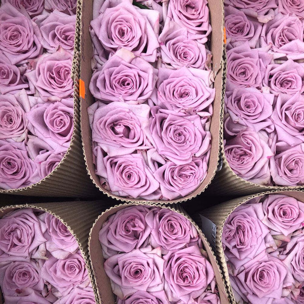 настроение Авангард (Avant-garde) — интерьерный сорт настроение Авангард (Avant-garde) — интерьерный сорт