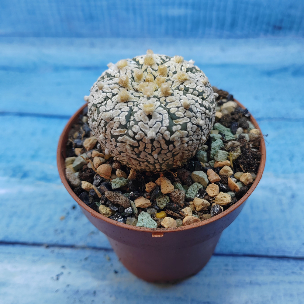 Astrophytum Asterias "Super Kabuto" (Астрофитум)