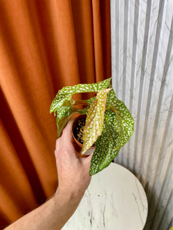 Бегония Макулата Уайти, D9см Н20см, 1шт, Urban Jungle