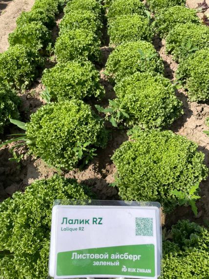 Лалик семена салата айсберг Rijk Zwaan-Райк Цваан купить оптом