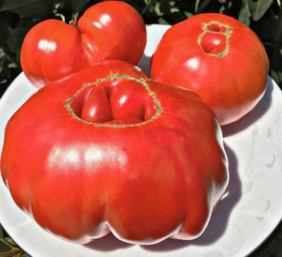 ГИГАНТ БОЛЬЦАНО