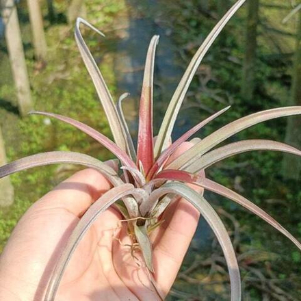 Тилландсия Schatzlii Red X