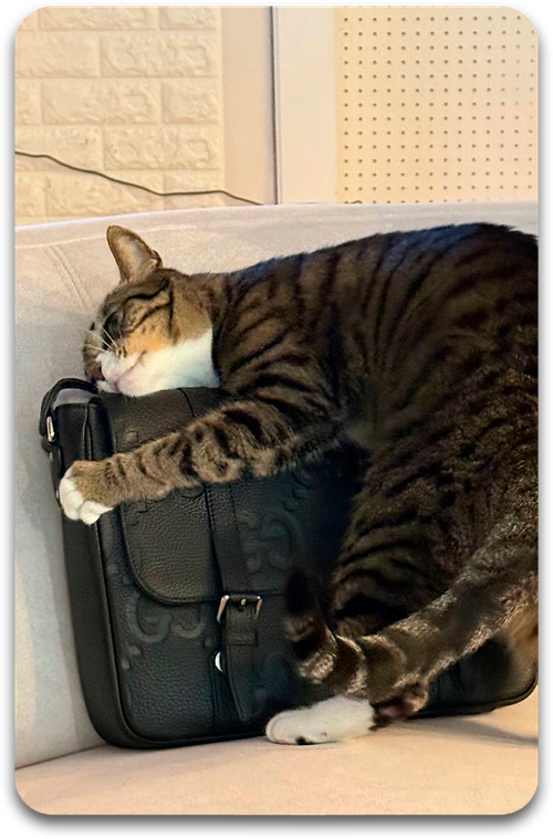 Карта / STRAY KIDS #4828