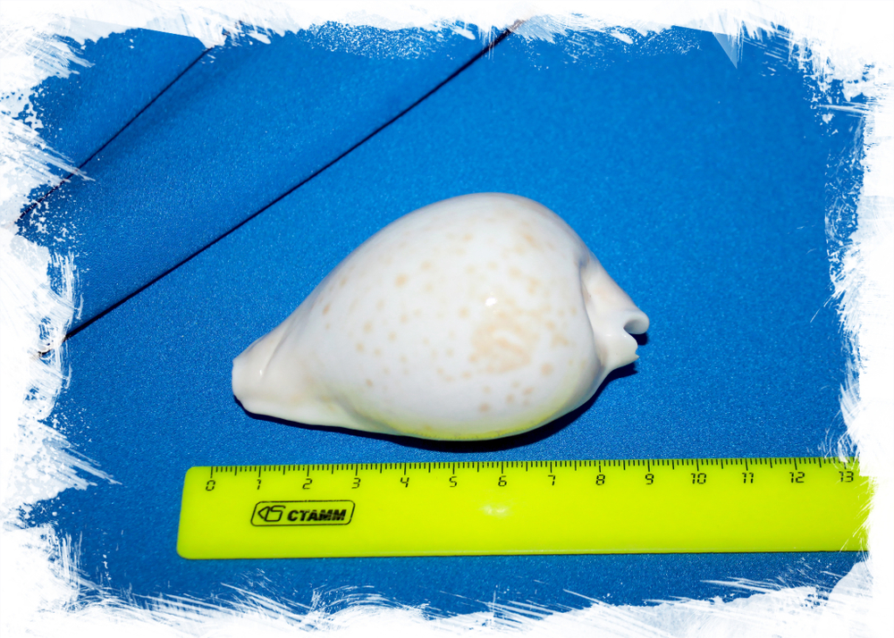 Ципрея хезитата, Умбилия хеситата