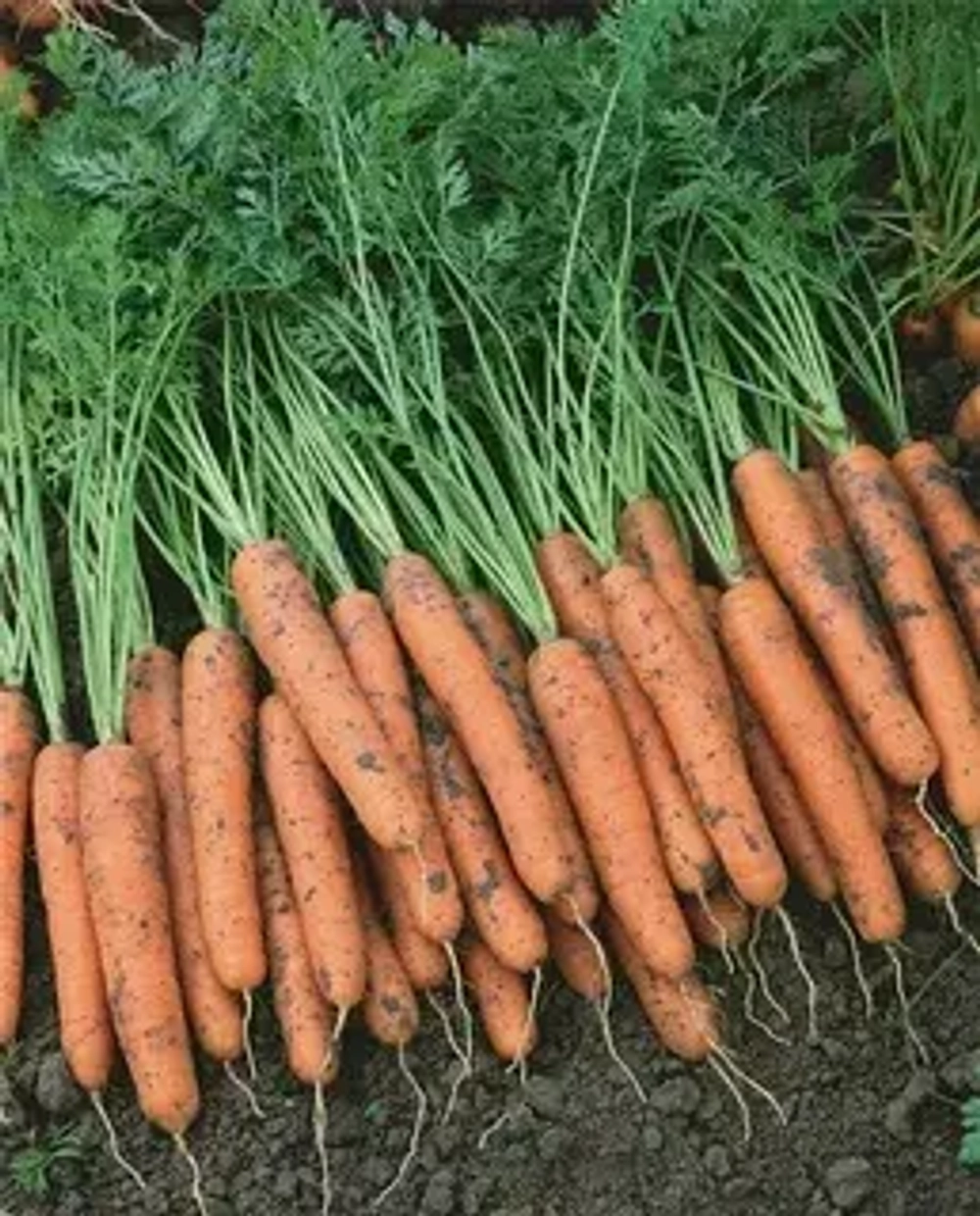 Cемена моркови Наполи F1, Bejo, 0,5 гр.