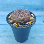 Gymnocalycium Daydream (Гимнокалициум)