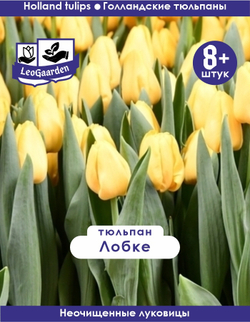 Тюльпан Луковица, Лобке, 8+ шт