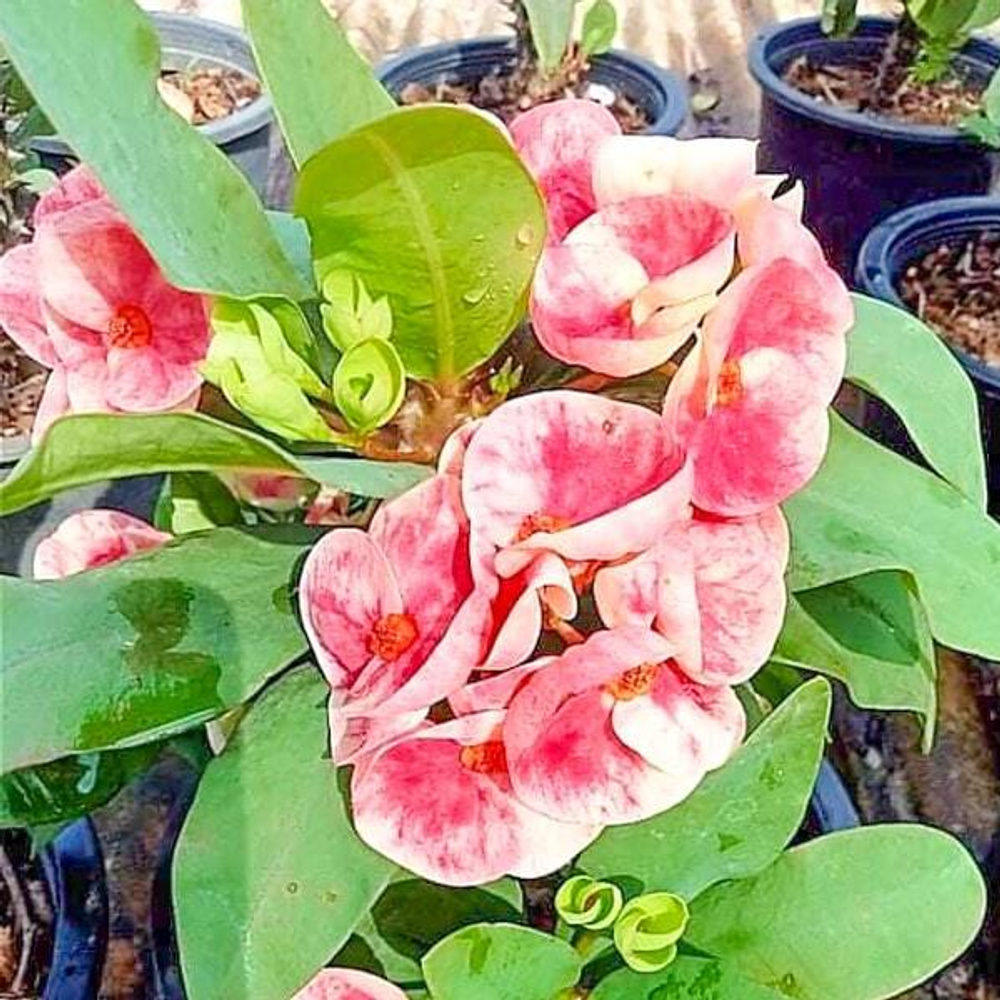 Эуфорбия Миля SAB SEDTHEE