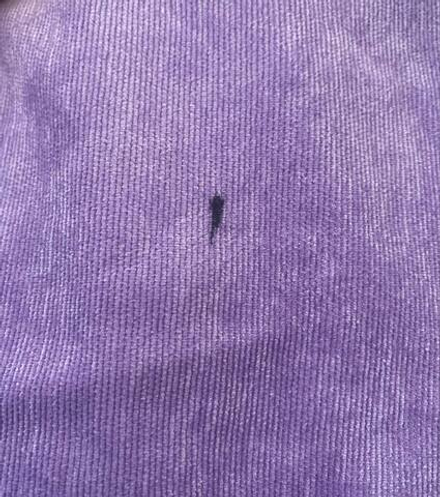 Костюм спортивный женский микровельвет сиреневый уценка