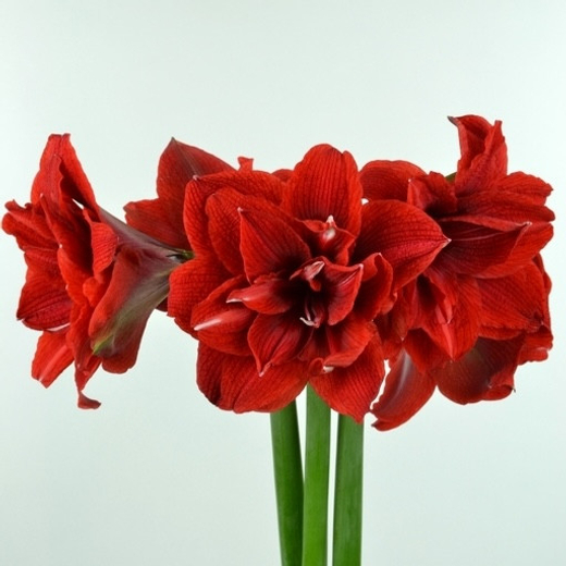 Амариллис Черри Нимф Закупка М80 сентябрь 2026