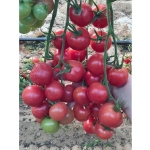 Семена Томат Черри розовый (Марс) Б/П