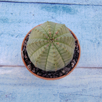 Euphoria Obesa (Эуфорбия)