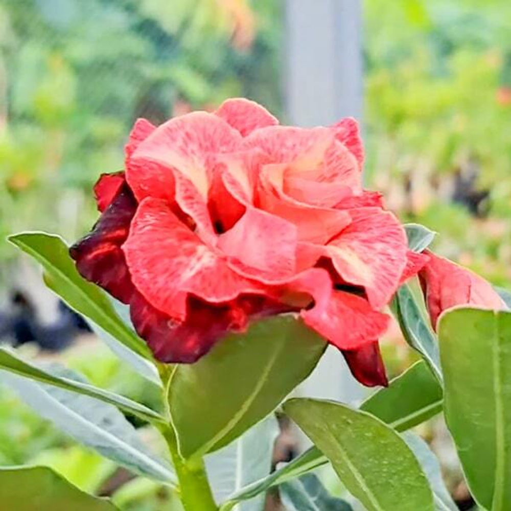 Адениум JAYANTI