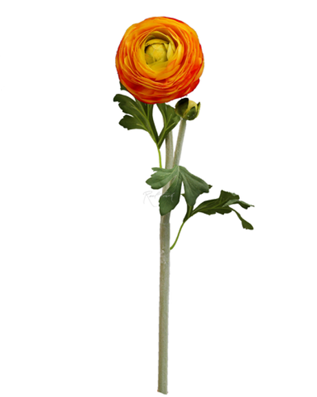 Ранункулюс Клуни крупный - Оранжевый