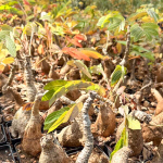 Филлантус MIRABILIS size M (S65)