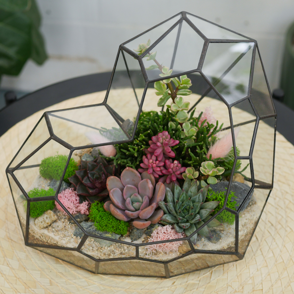 Готовый флорариум с суккулентами Сердце Венеры