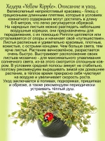 Хедера Еллоу Риппли плющ
