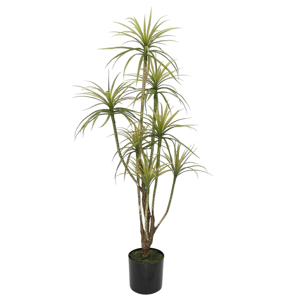 Драцена маргината разветвленная 130 см.