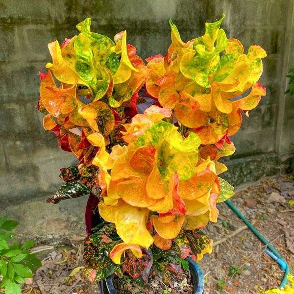 Подборка кротонов