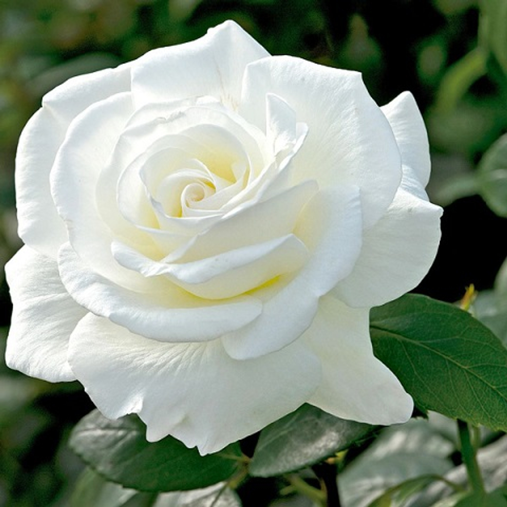 Роза чайно-гибридная Metropolitan