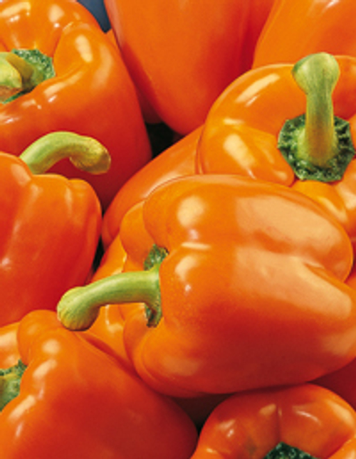 Перец сладкий Магно F1