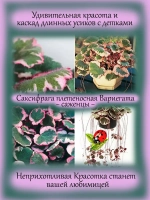 Камнеломка Саксифрага плетеносная Вариегата