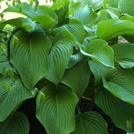Хоста Амброзия С2