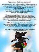 Колеус Отелло