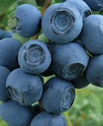 ПАТРИОТ (Patriot) голубика 6-8 мес. (укоренный черенок)