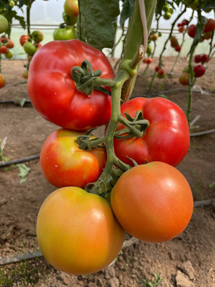 Аттия F1 семена томата индетерминантного Rijk Zwaan-Райк Цваан купить оптом – фото 3