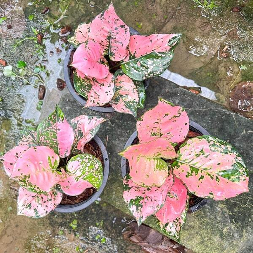 Аглаонема PHANAM THONG VAR