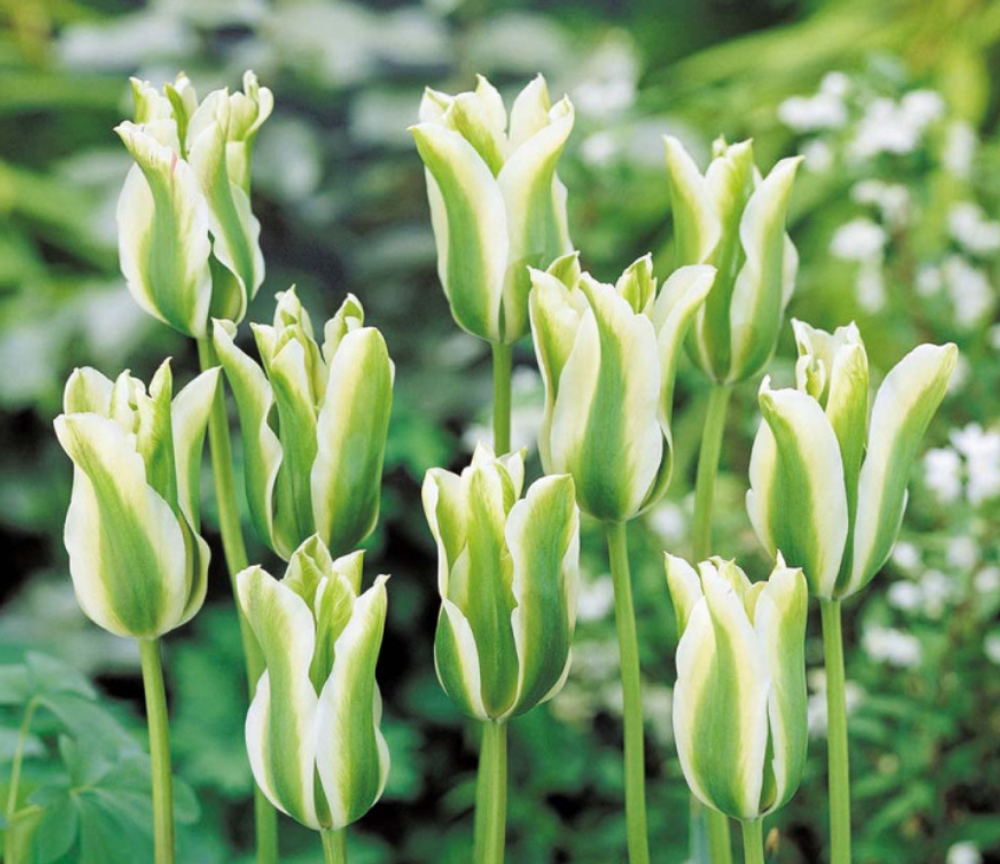 ЛУКОВИЦЫ ТЮЛЬПАН SPRING GREEN 12/14, DARIT 5 ШТ/