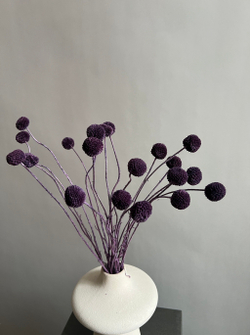 Краспедия стабилизированная сливовая (упак 20 шт)