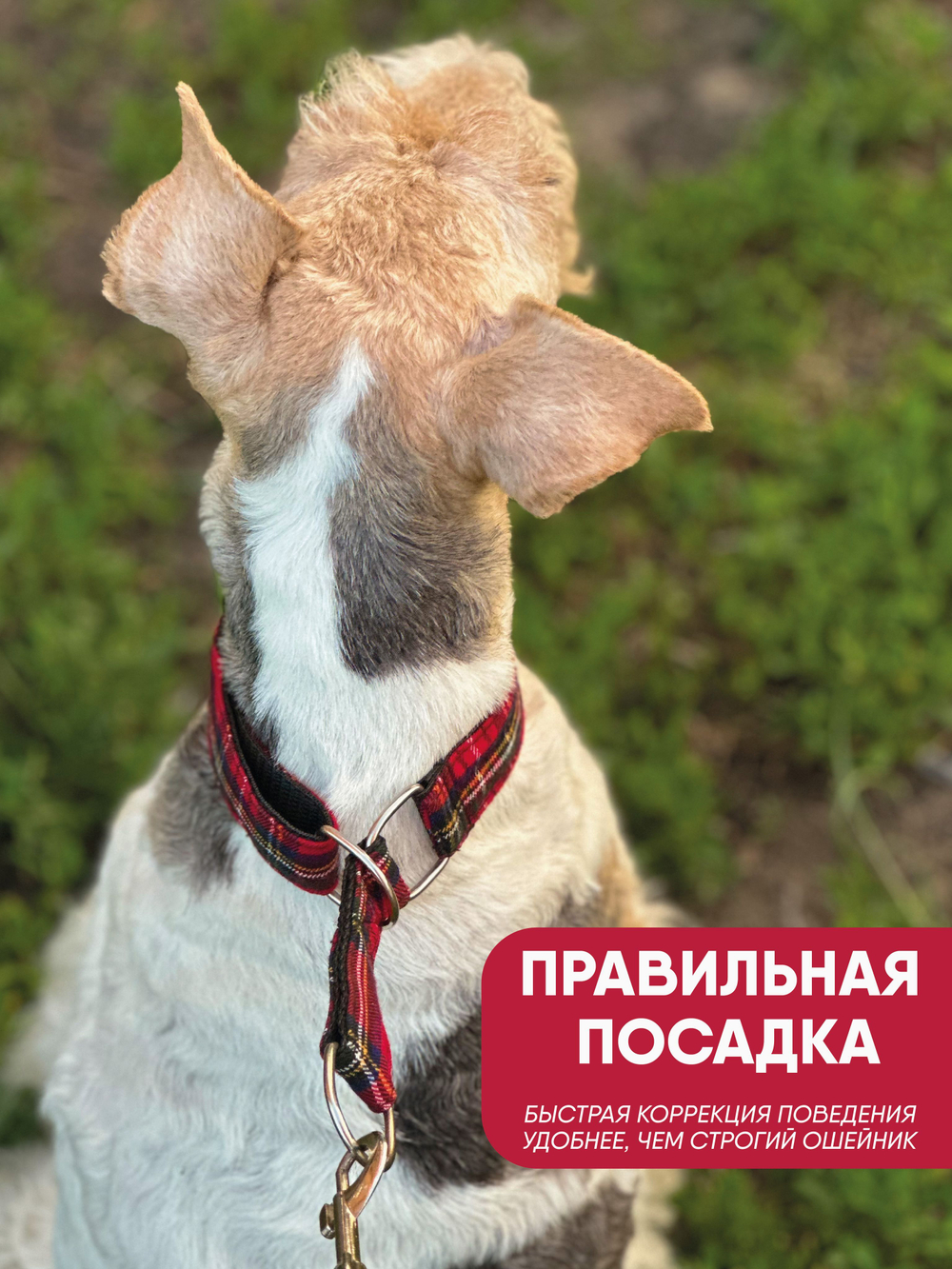 Ошейник полуудавка для мелких и средних собак, М