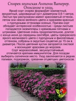 Спирея Антони Ватерер японская многолетник